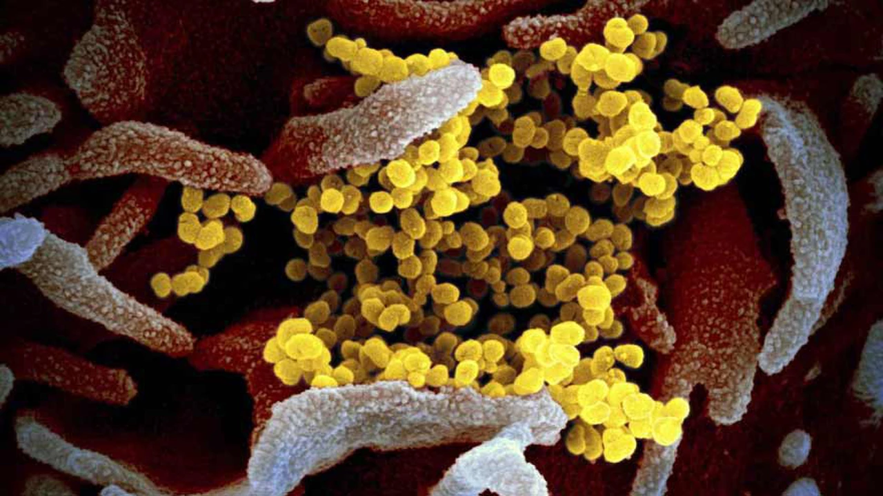 Coronavirus: ¿qué son las células T y de qué forma aportan inmunidad oculta contra la covid-19?