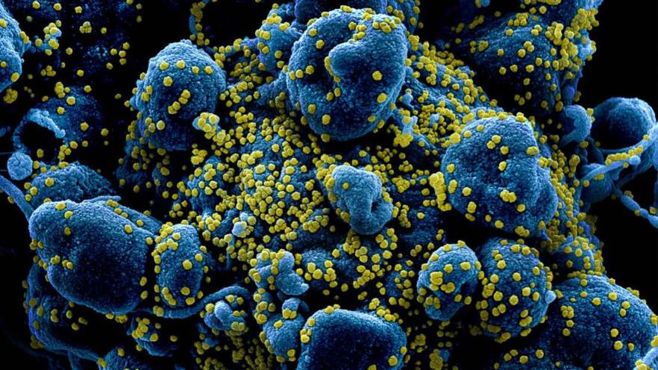 Imágenes que captan cómo el coronavirus ataca las células humanas