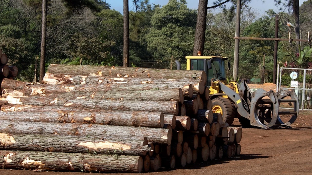 El gobernador de Misiones autoriza a operar a la foresto industria en la provincia durante la cuarentena