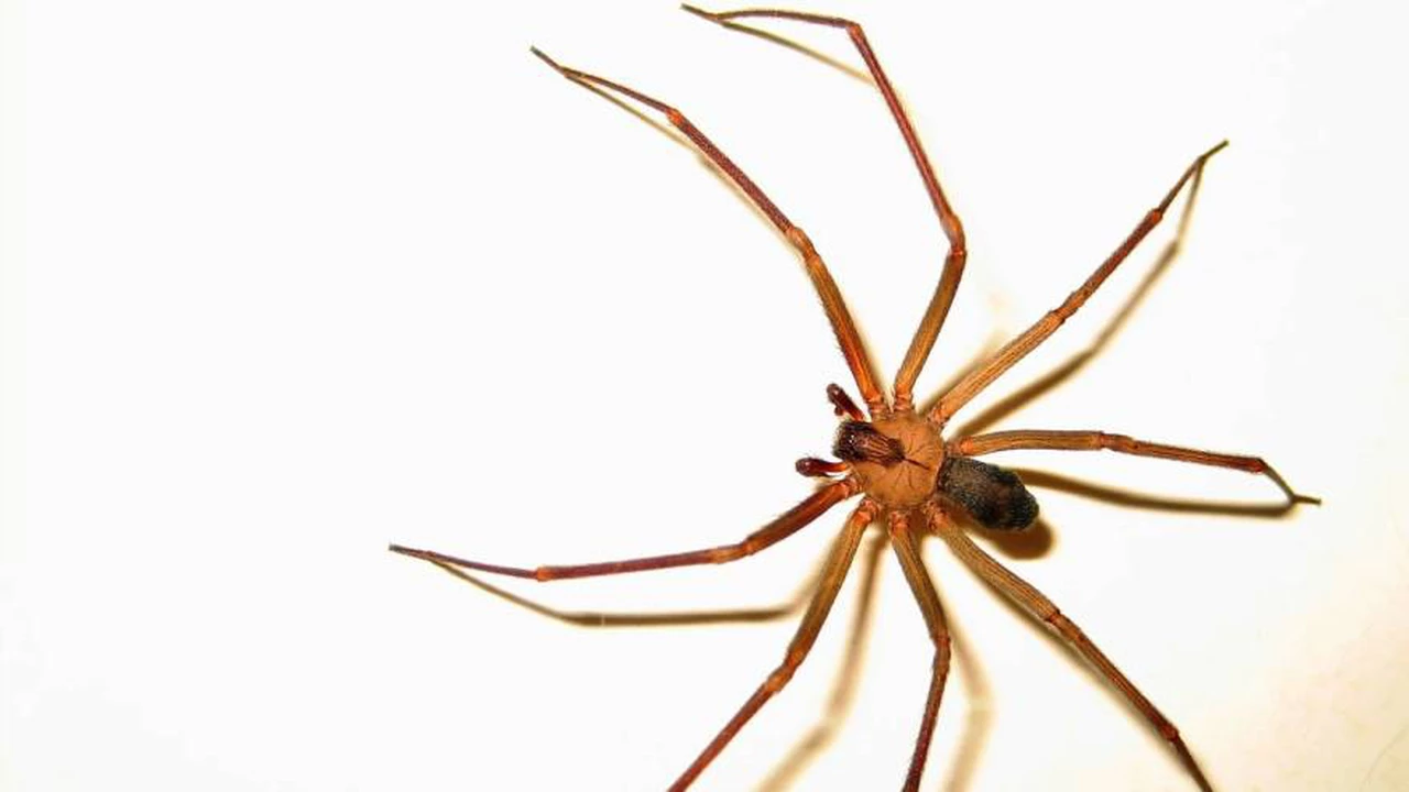 Araña de rincón: cómo identificarla y qué hacer ante una picadura