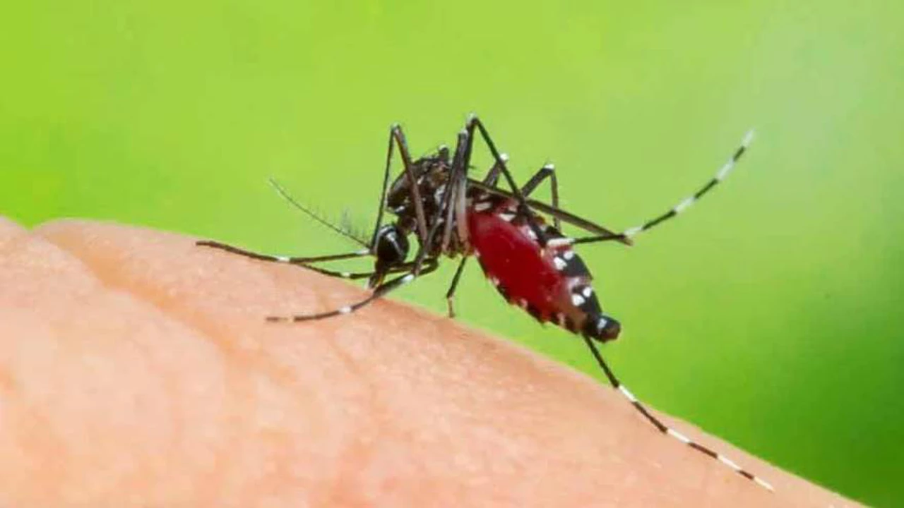 ¿El dengue es contagioso? Cómo se contrae la enfermedad