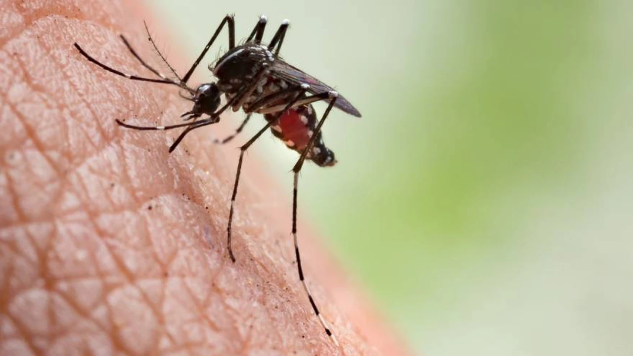 Cuáles son los repelentes más efectivos contra el mosquito