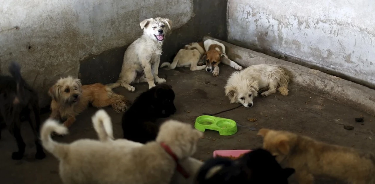 Coronavirus: ¿en los perros callejeros puede estar el origen de la pandemia?