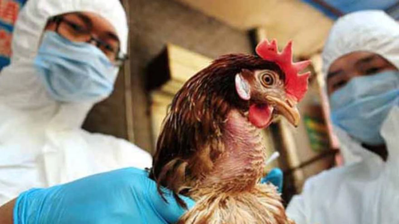 Alerta mundial: China confirmó el primer contagio humano de gripe aviar