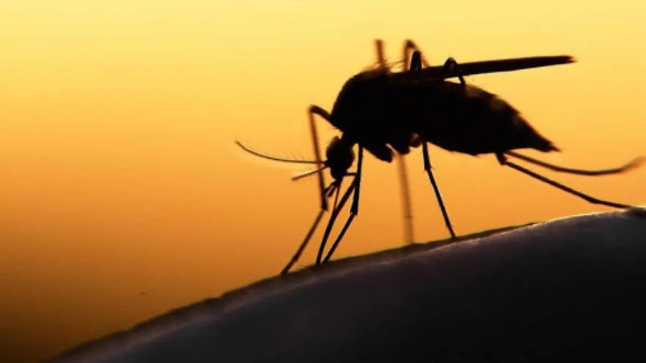 Cómo identificar al mosquito del dengue