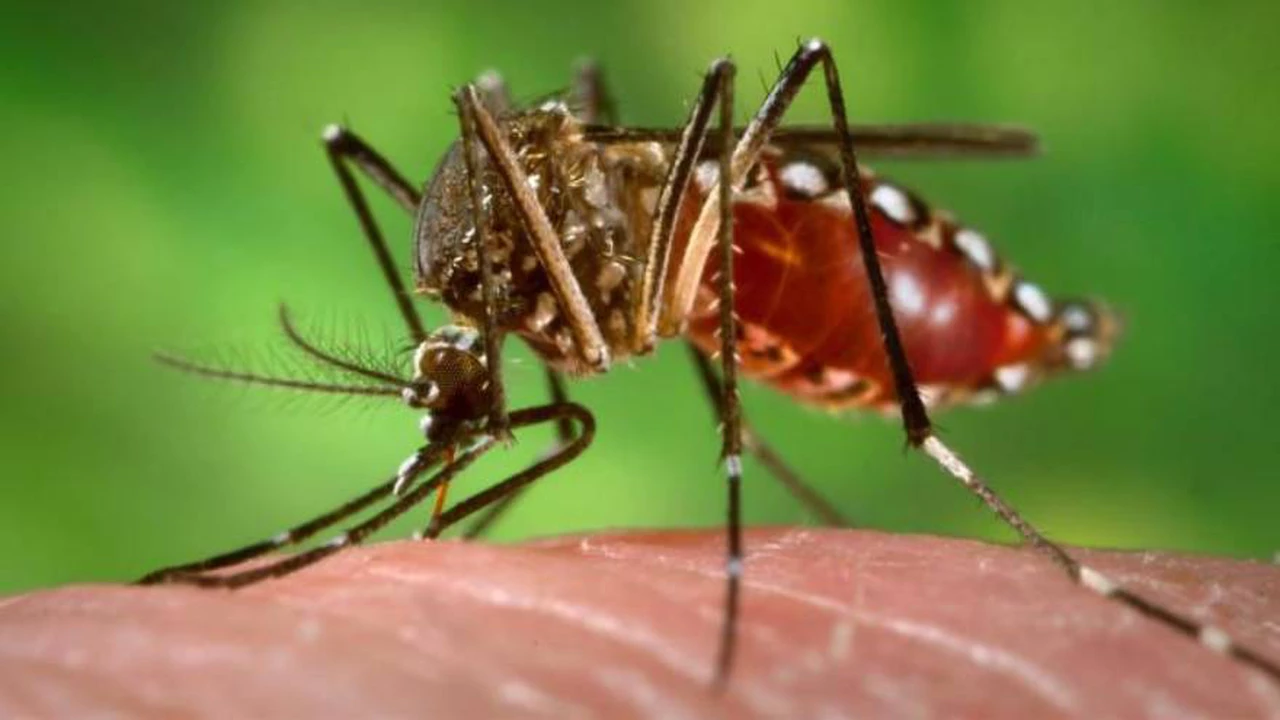 Aedes aegypti: cómo combatir al mosquito responsable del dengue hemorrágico