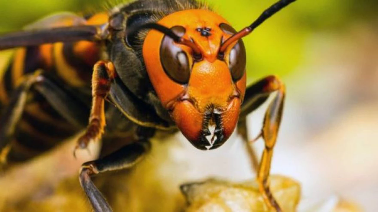 Preocupación en EE.UU.: en medio de la pandemia, enfrenta la invasión de un insecto letal