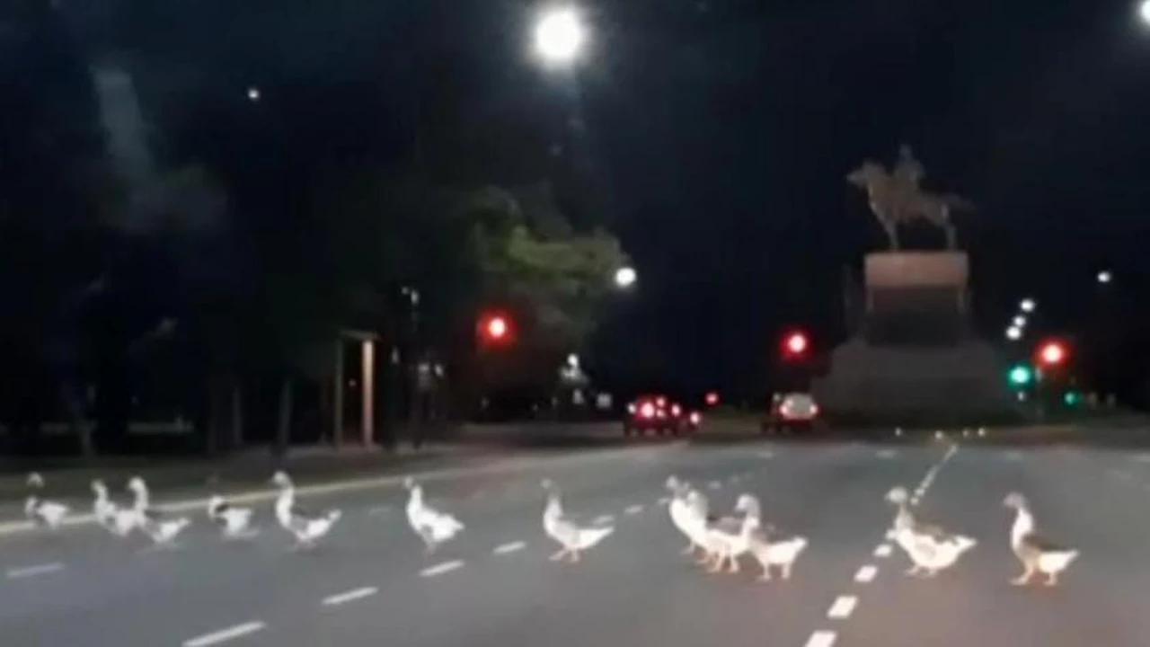 Efecto aislamiento: un grupo de gansos cruza la avenida Figueroa Alcorta y el video se vuelve viral