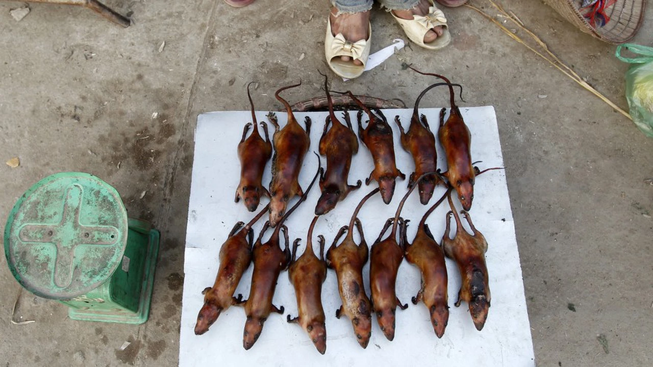 Impactante hallazgo en Vietnam: ratas que sirven en restaurantes pueden ocasionar la próxima pandemia