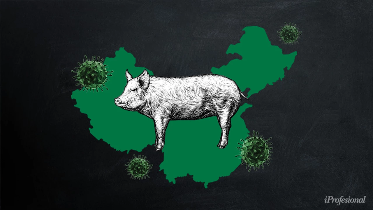 Nuevo virus que afecta a cerdos: ¿peligra la exportación de soja argentina al mercado asiático?