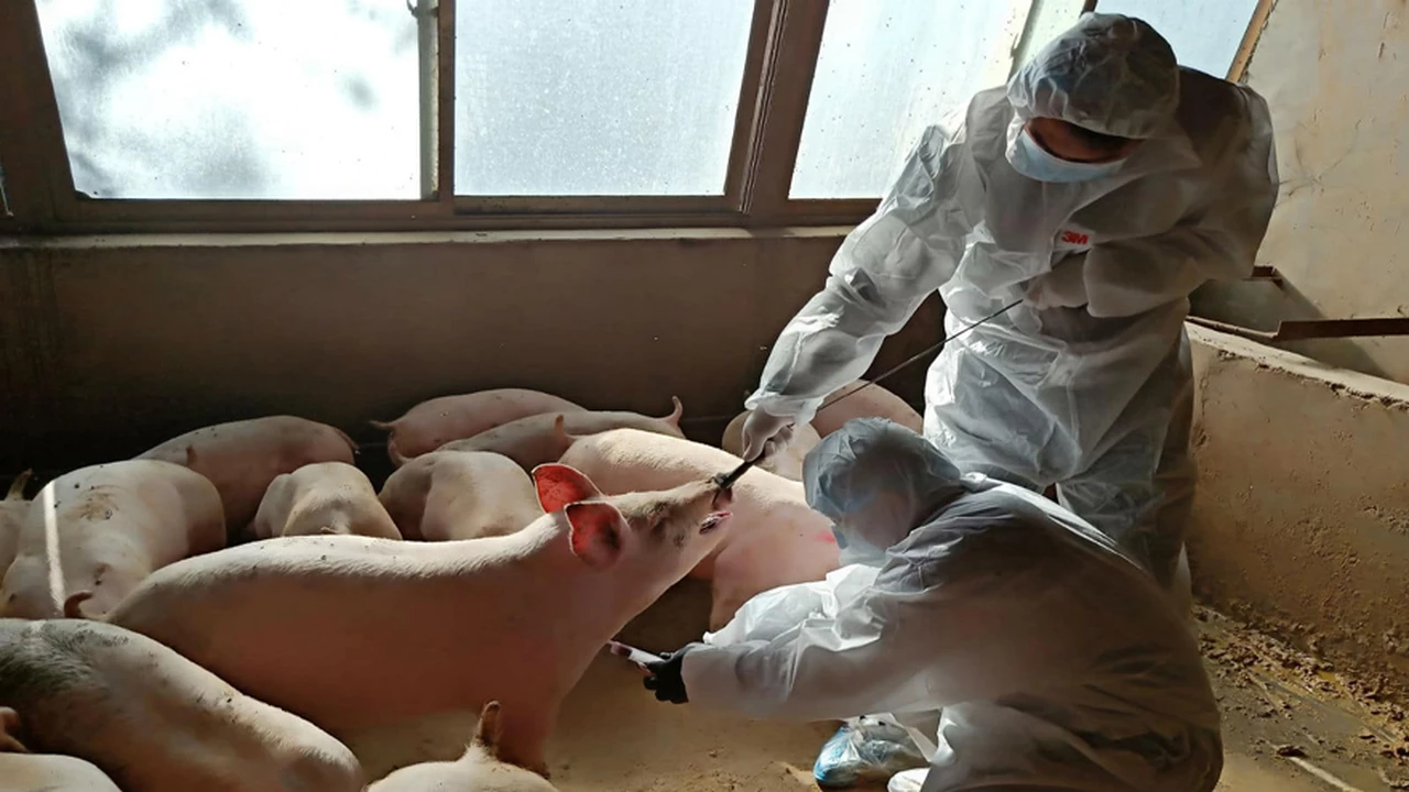 Alerta por nueva fiebre letal porcina: sin freno, ya causa estragos en Europa