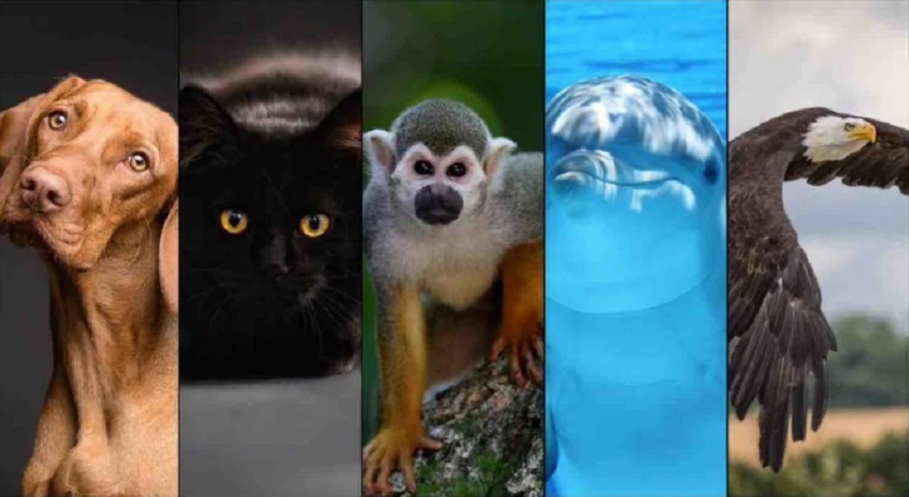 ¿Cuál es tu animal favorito?: el test que revela información sobre tu personalidad