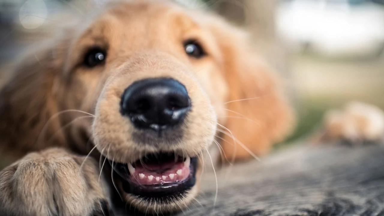 ¿Qué perro es más fiel?: el test de personalidad que define tus valores como persona