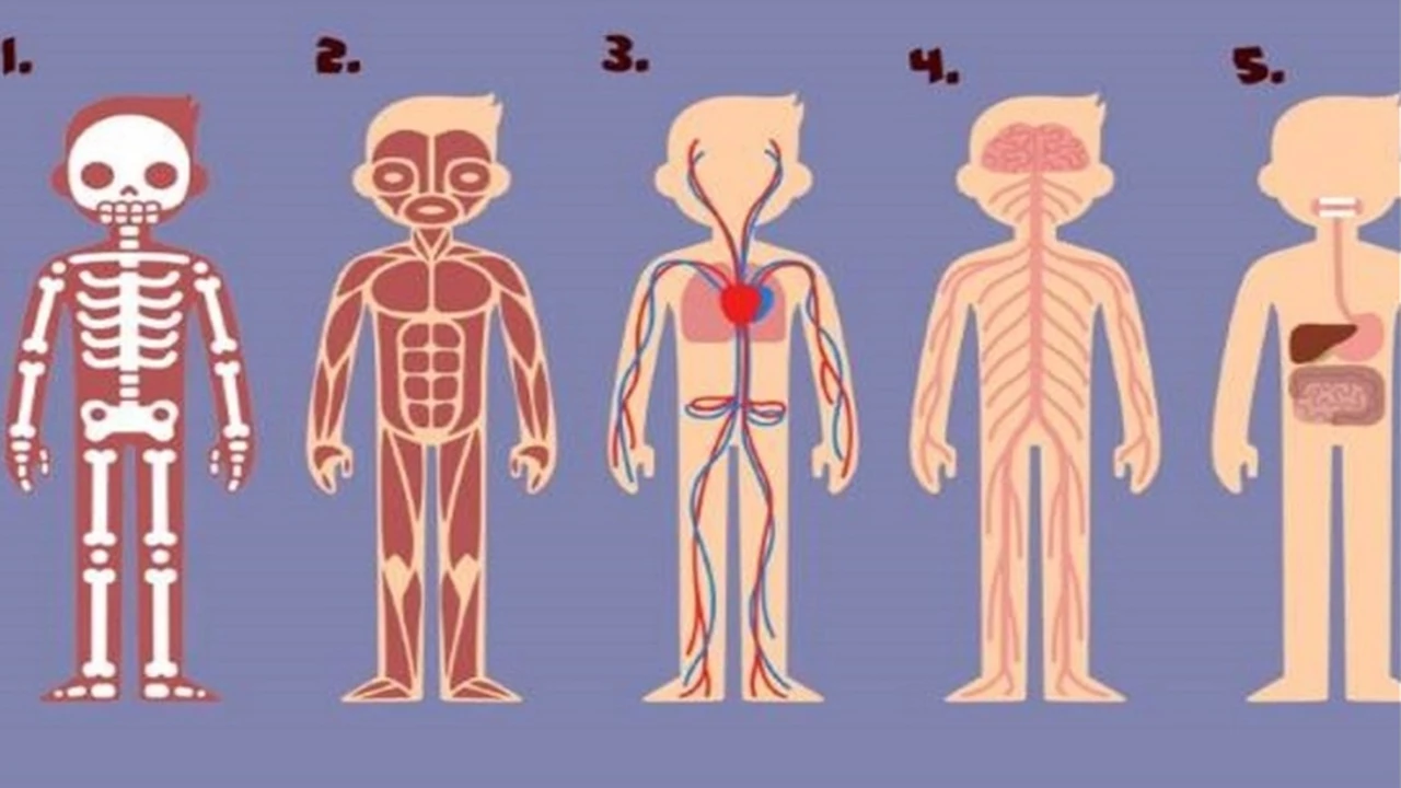 Test del cuerpo humano: elegí una parte y conocé algo más sobre tu personalidad