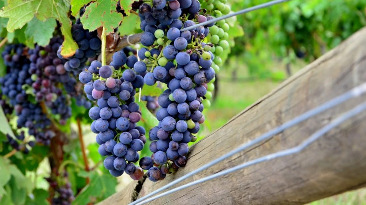 ¿Buscás vinos orgánicos?: nuevas etiquetas para no perderse