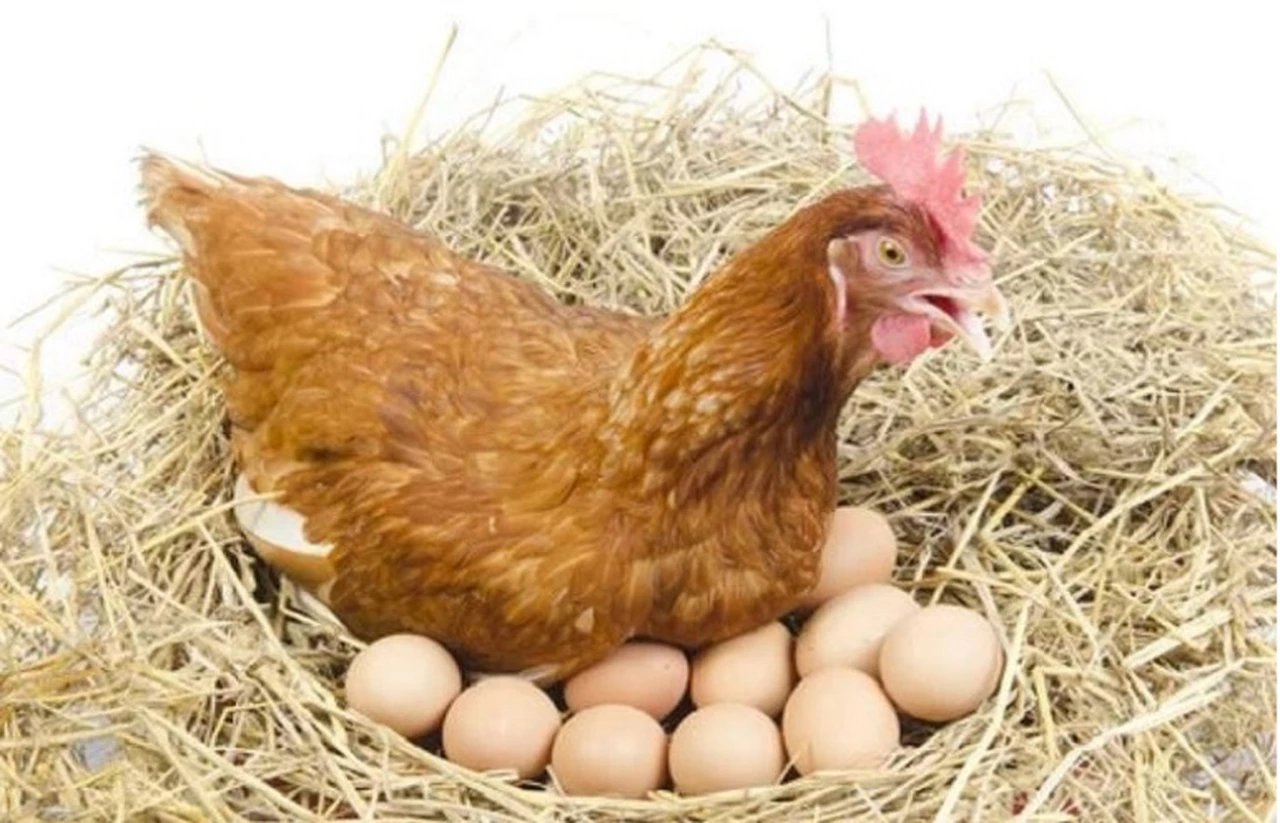 El acertijo viral de los huevos y las gallinas que tiene en vilo a todos