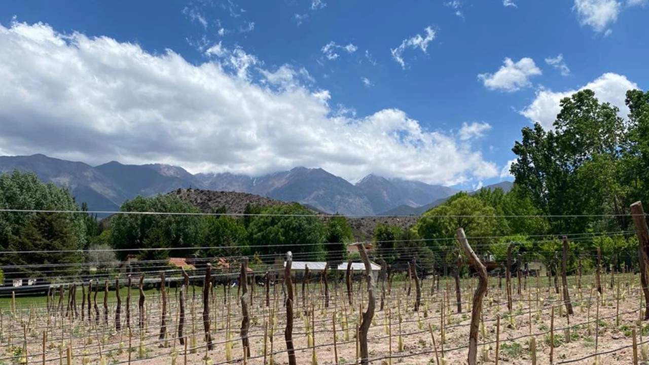 Vinos extremos: una bodega avanza con uno de los viñedos a mayor altura de Mendoza