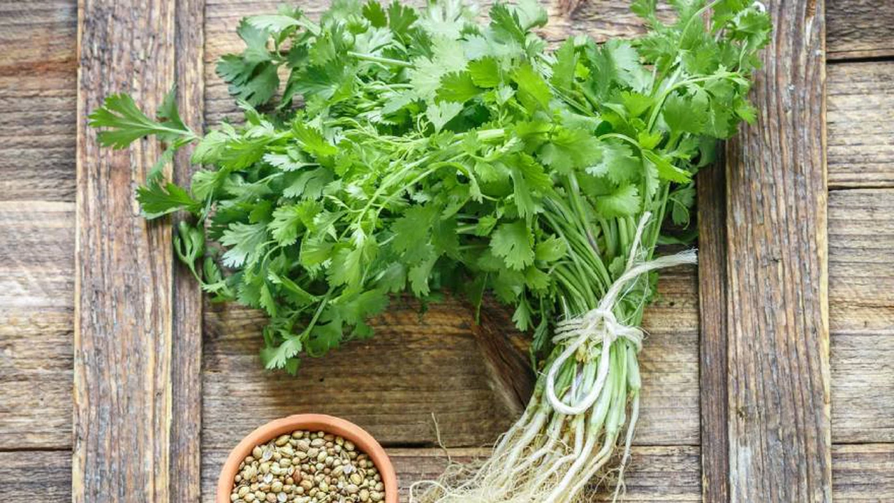 Qué beneficios tiene el cilantro y cómo sumarlo a la dieta
