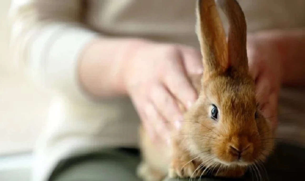 ¿Maltrato animal?: la Justicia pidió un allanamiento por la salud de un conejo