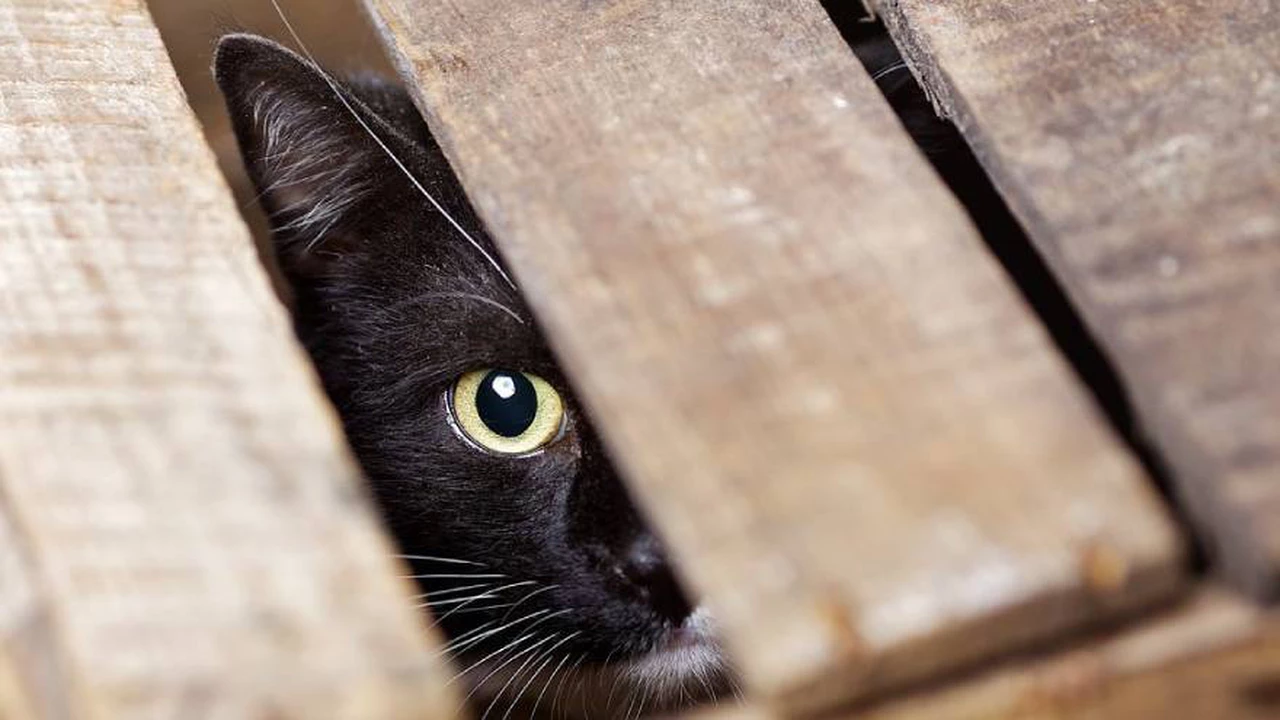 ¿Cuál es el origen del dicho popular "hay gato encerrado"?