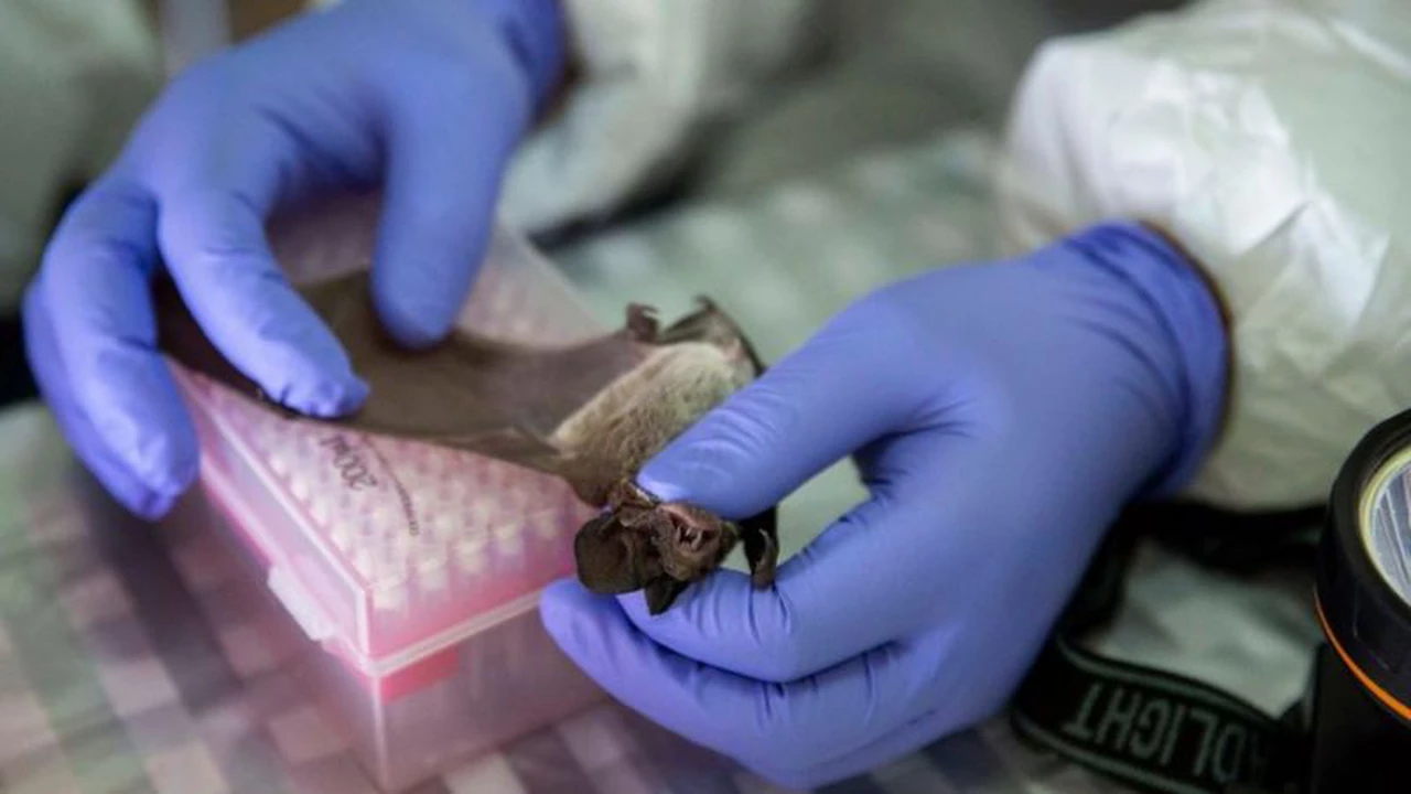 Investigadores chinos encuentran nuevos coronavirus en murciélagos