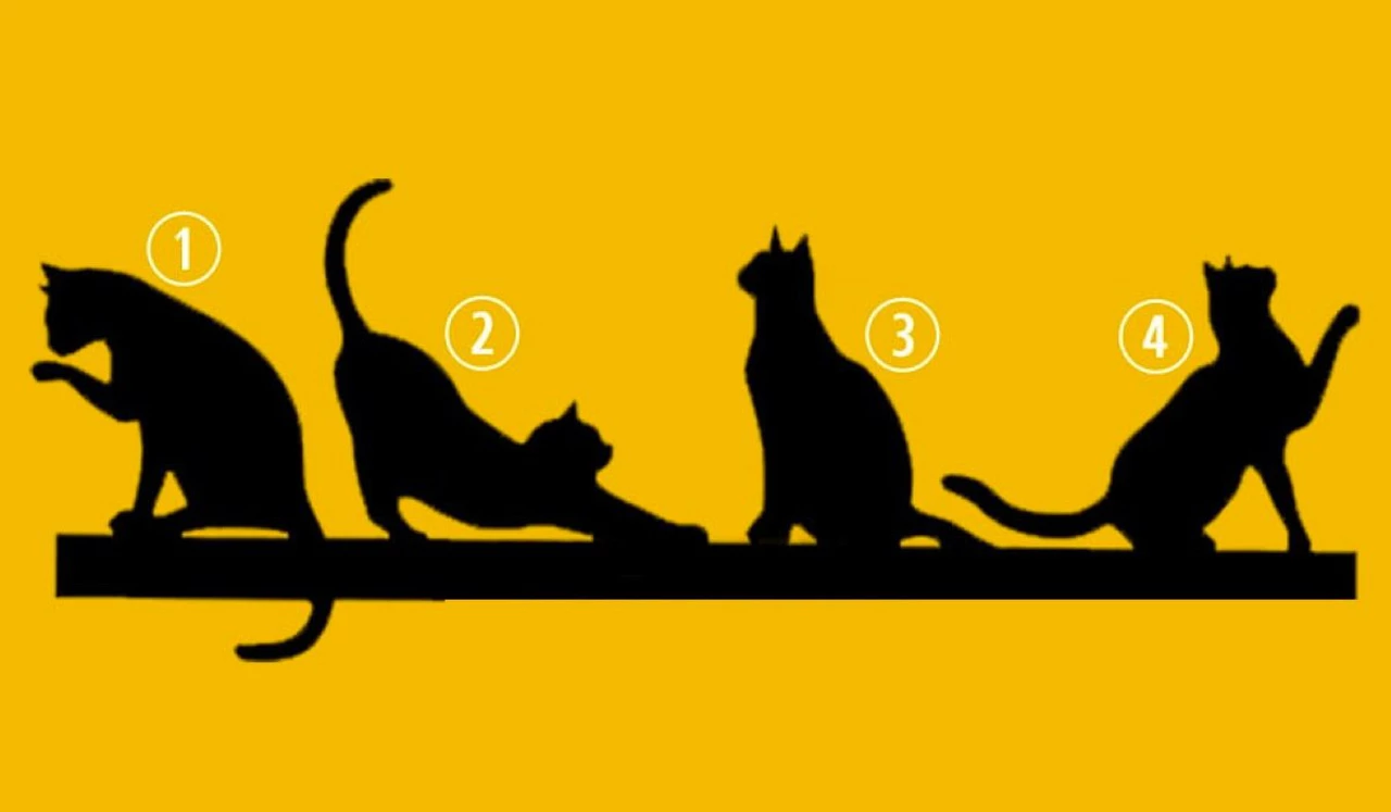 El test de los gatos: elegí uno y descubrí cuál es el propósito de tu vida