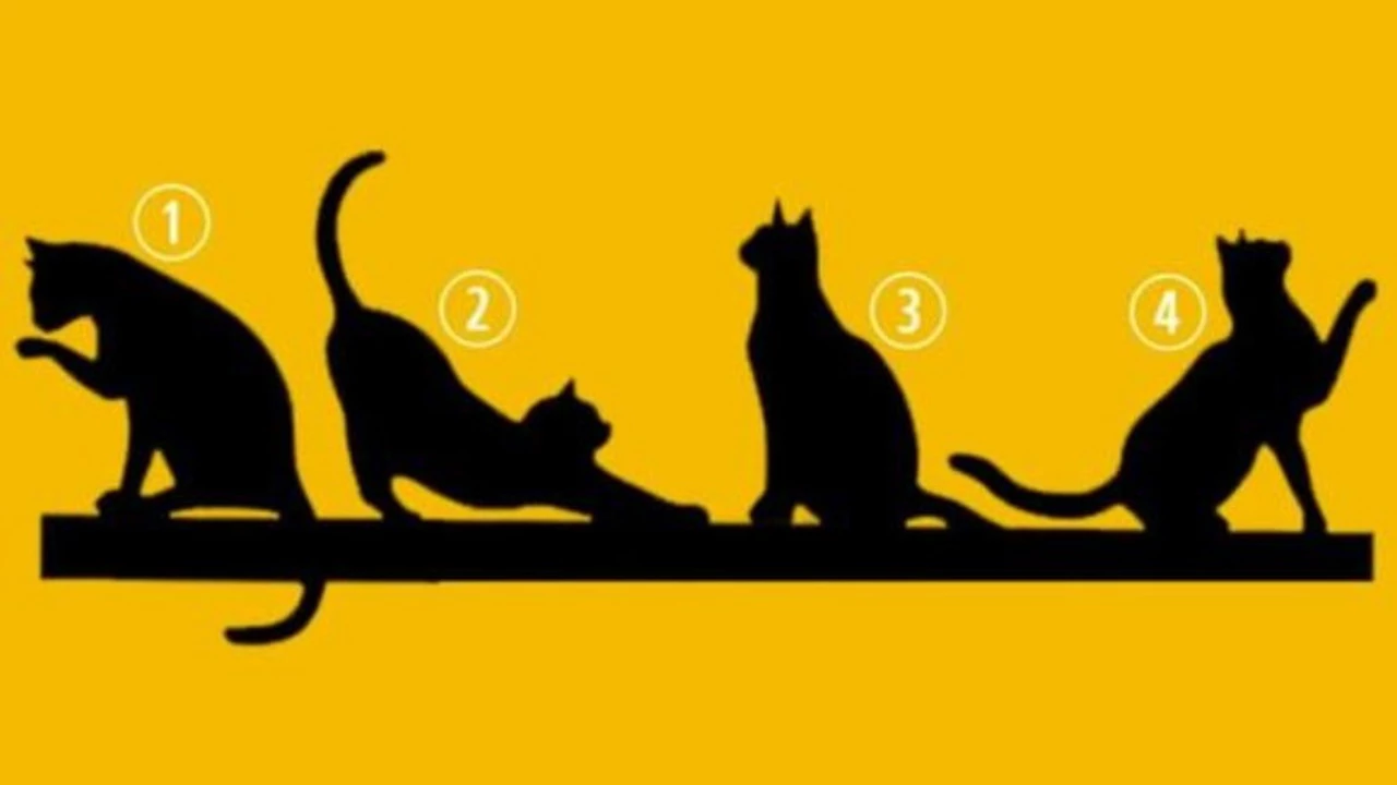 ¿Qué gato elegís? El test que te dice qué camino tomar en la vida