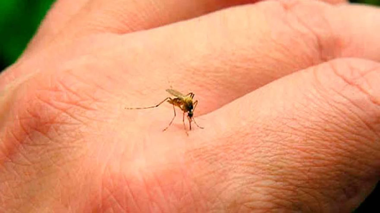 Alerta dengue: revelan en qué lugar del cuerpo hay que ponerse repelente para evitar la picadura del mosquito