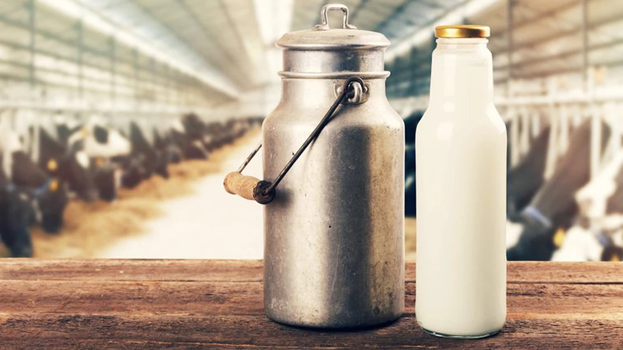Empresas lácteas quieren evitar el castigo que sufren frigoríficos: detalles del plan para vender leche barata