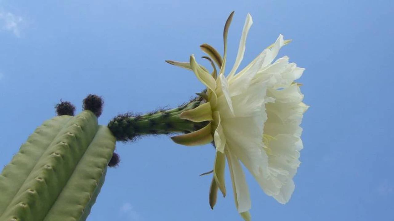 Cactus San Pedro: qué efectos tiene en el cuerpo y cuáles propiedades se le atribuyen