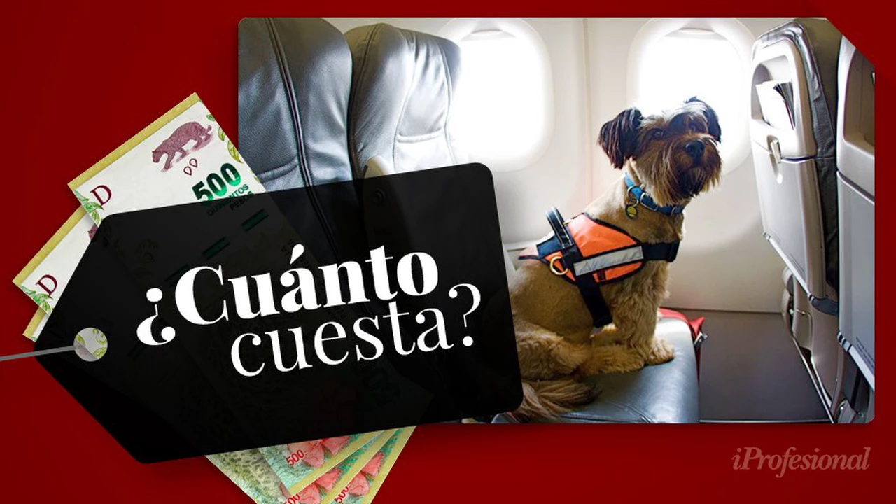 Cuánto cuesta llevar un perro en avión en Argentina 2021