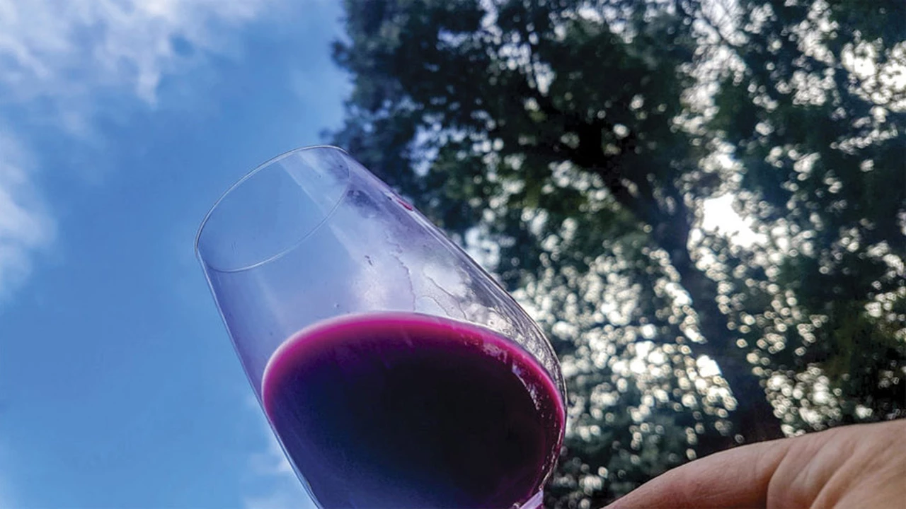 Cómo es la primera guía para la producción de vino sustentable "made in Argentina"