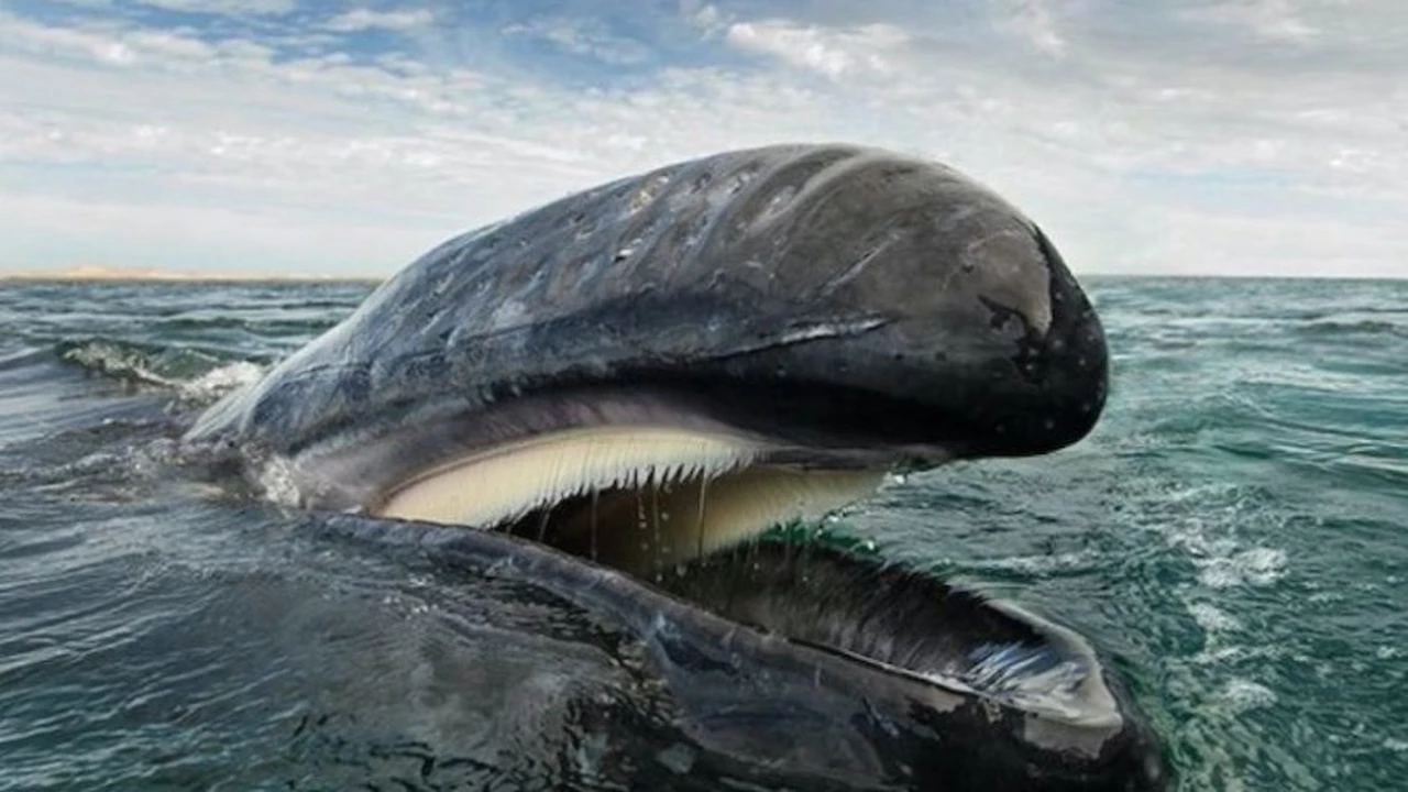 Increíble: la historia del hombre que quedó atrapado en la boca de una ballena y logró salir