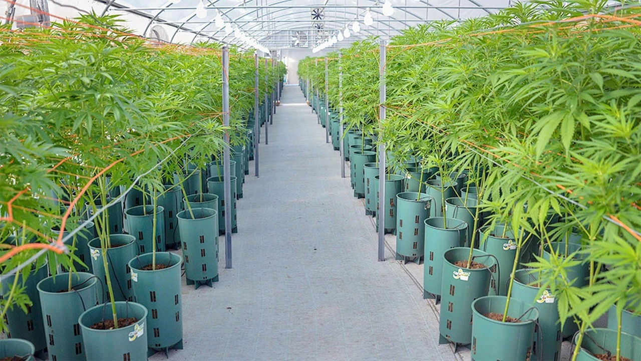 Argentina apuesta al cannabis medicinal: cuántos empleos y millones en exportaciones se espera generar