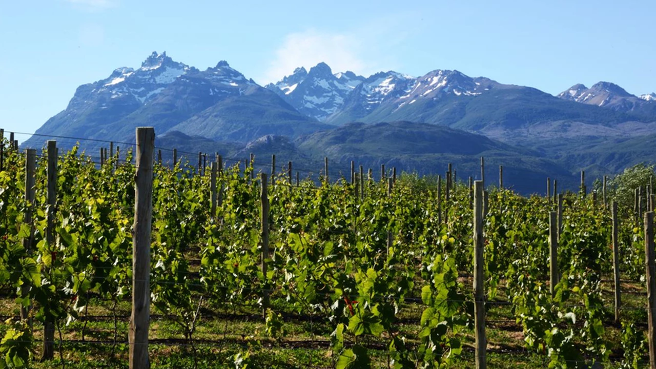 Los vinos heroicos de la Patagonia y el auge de los nuevos pioneros