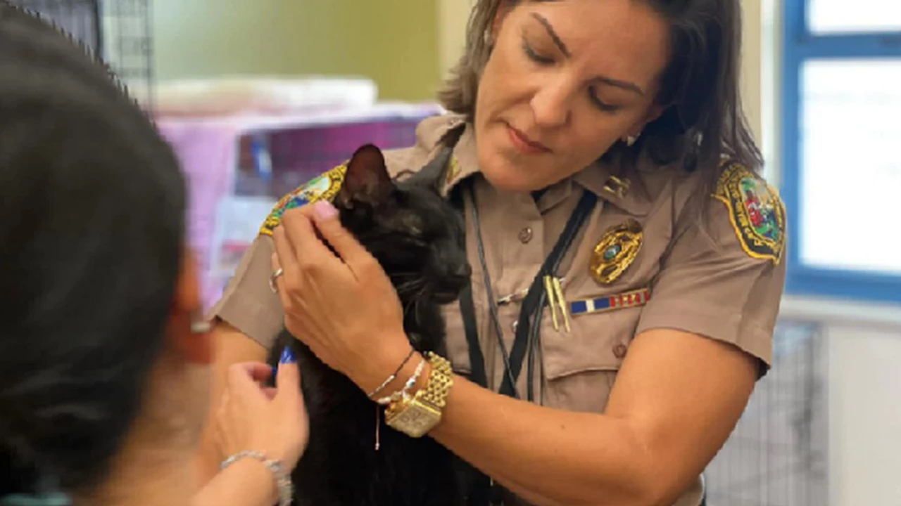 Milagro tras la tragedia de Miami: rescataron a un gato con vida entre los escombros