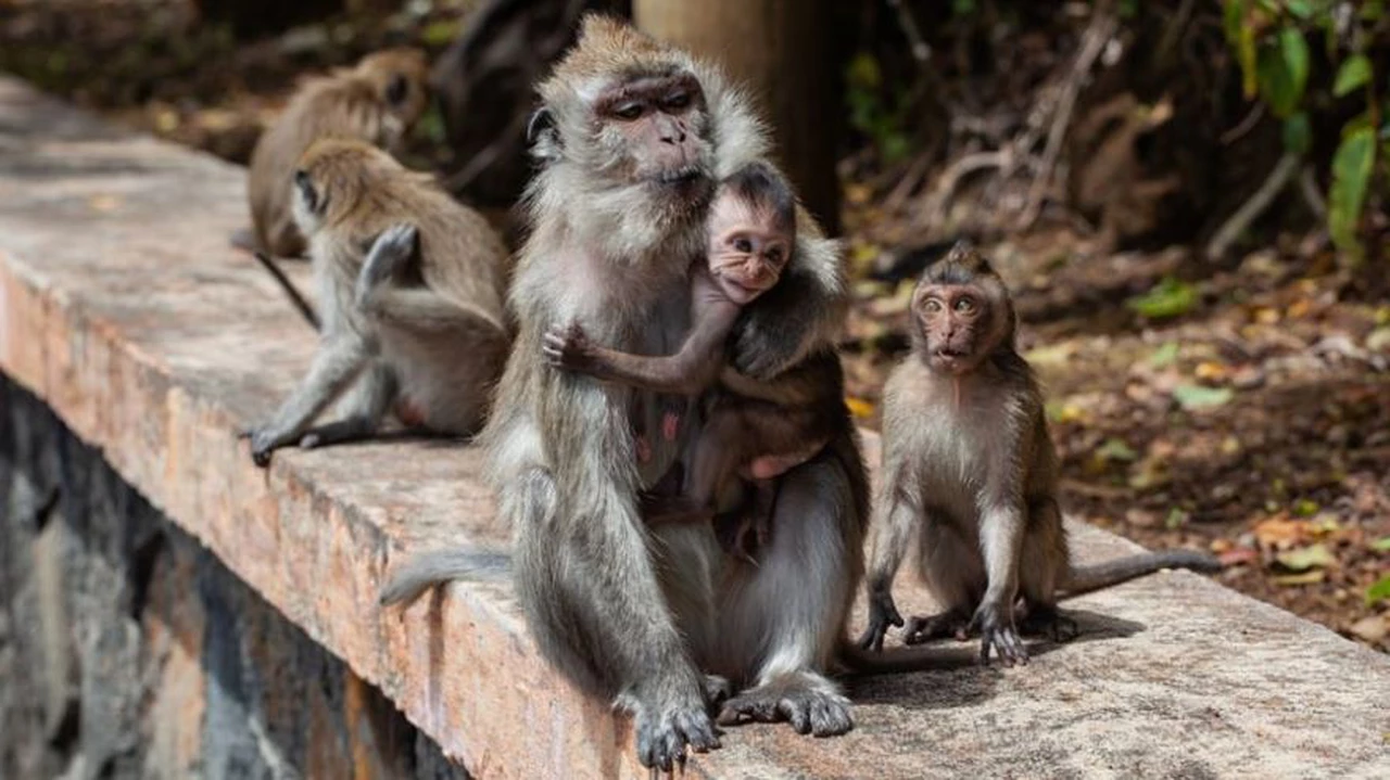 "Virus del mono B": China confirmó la primera víctima de este raro virus
