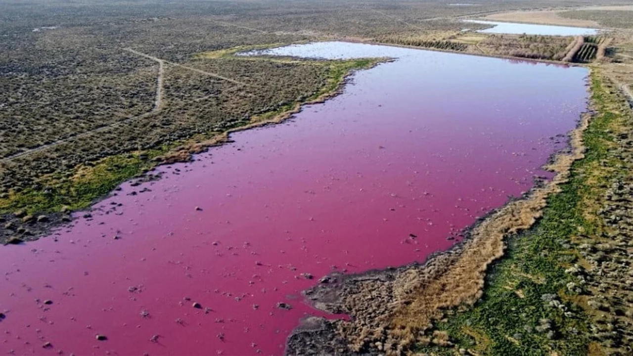 Una laguna en Chubut se tiñó de rosa, ¿cuál es el motivo?