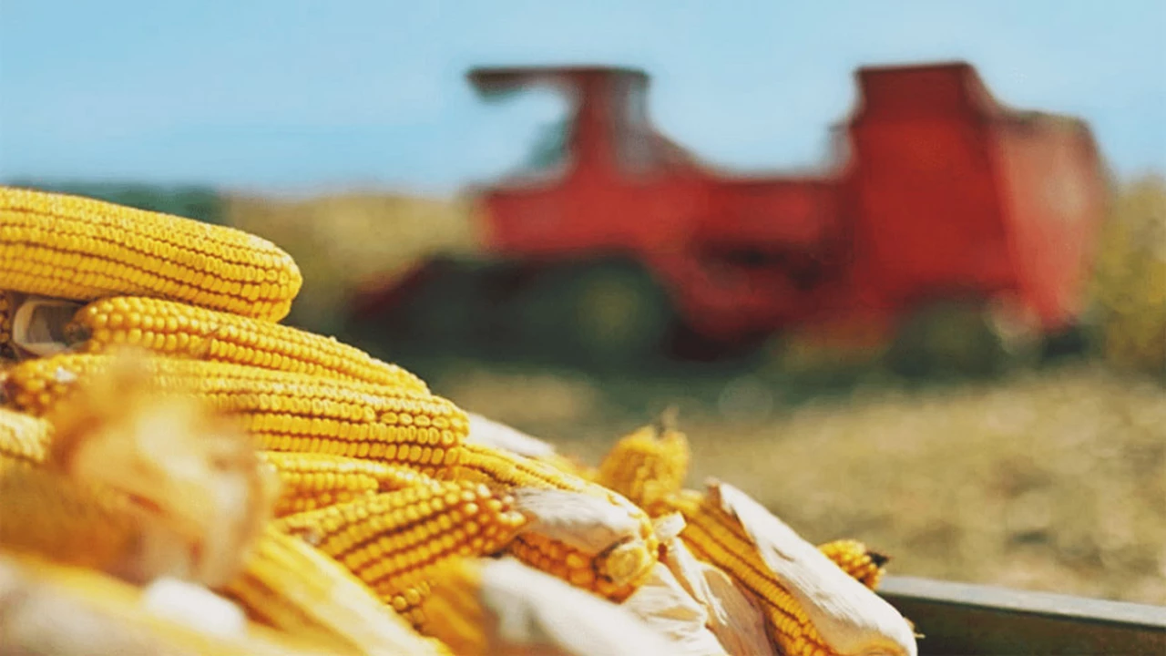 La Campaña de maíz 2023 en Argentina en camino de establecer un récord histórico