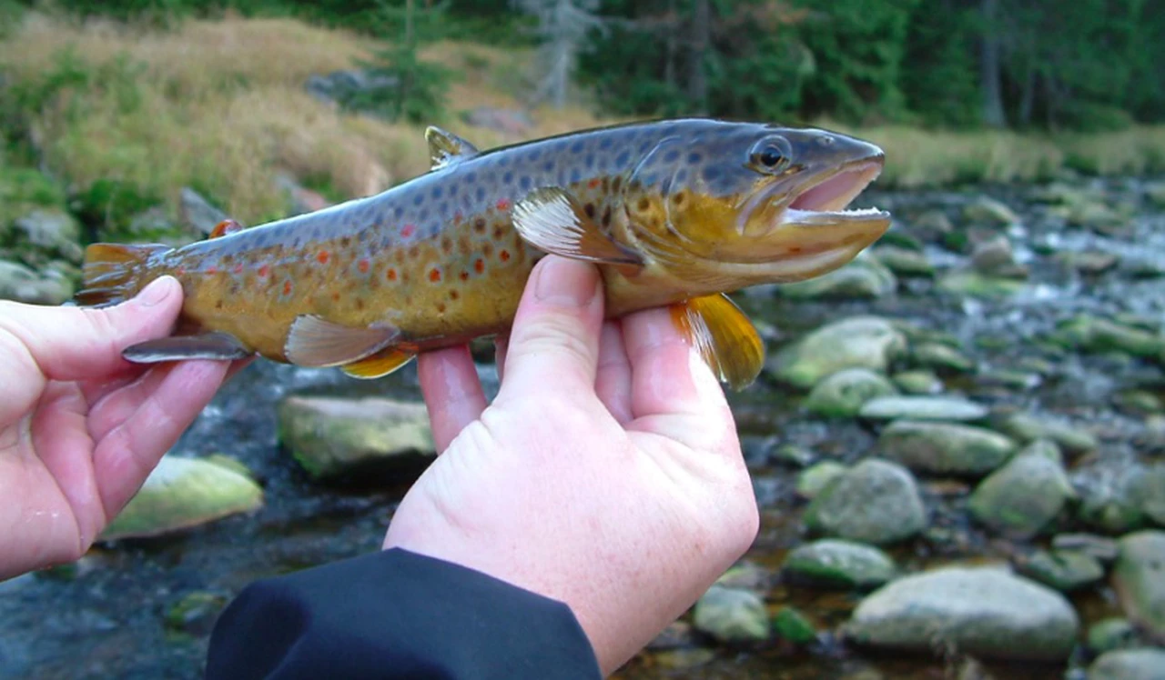 Por qué los peces se vuelven adictos a las metanfetaminas que se vierten en los ríos