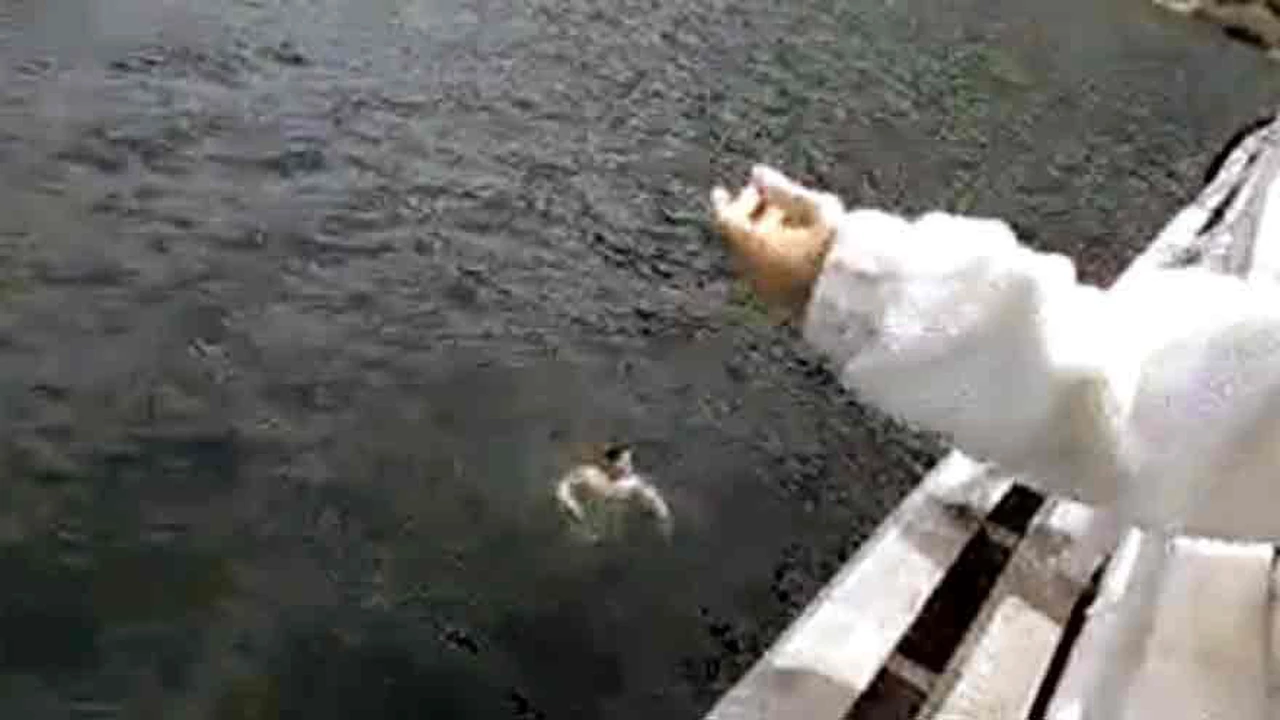 Video: un joven se ahoga en el lago Lácar ante turistas y la inacción de dos prefectos