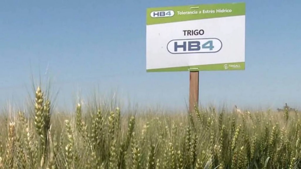 Brasil aprueba la tecnología HB4 para trigo de Bioceres