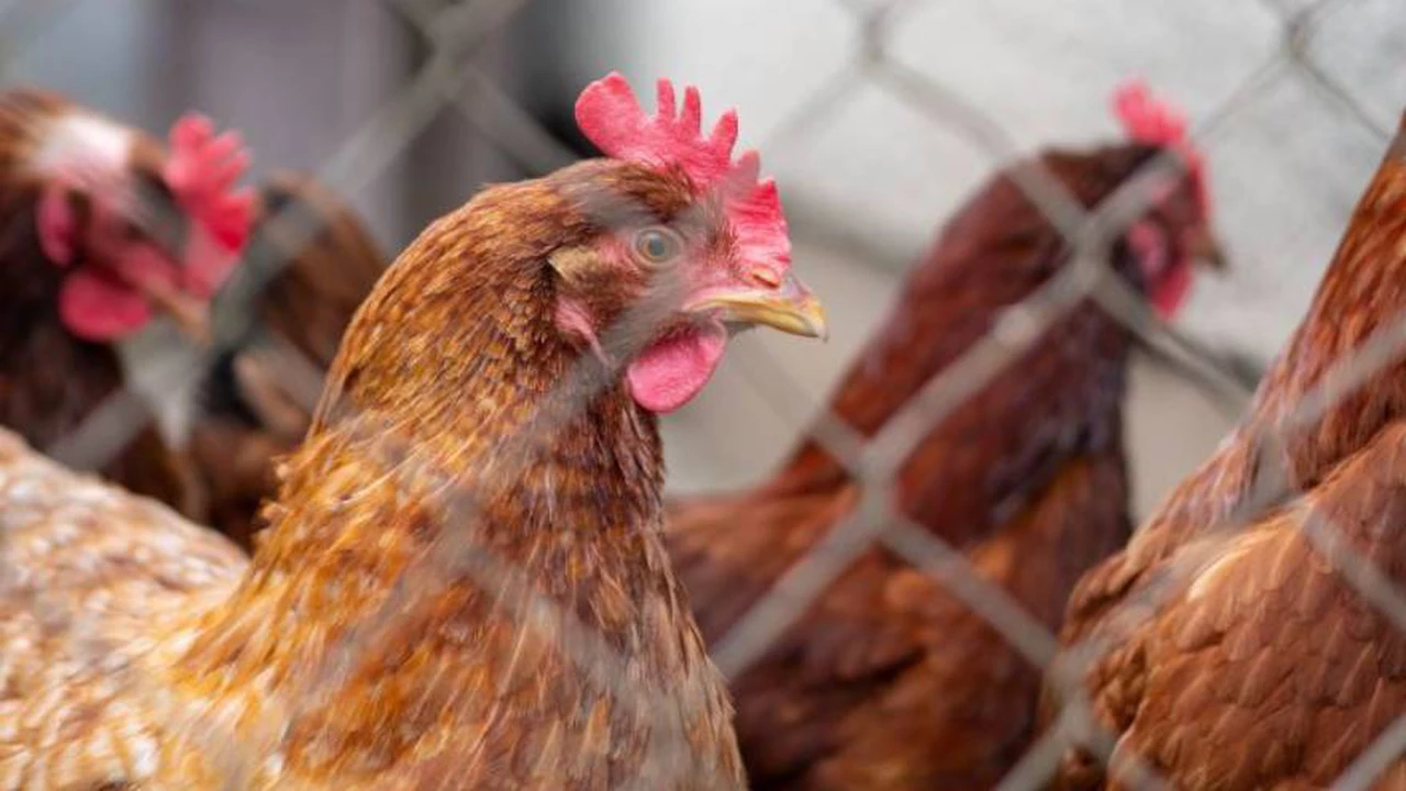 Alerta por gripe aviar en Argentina: se confirmó primer caso positivo en aves de corral y se suspenden exportaciones