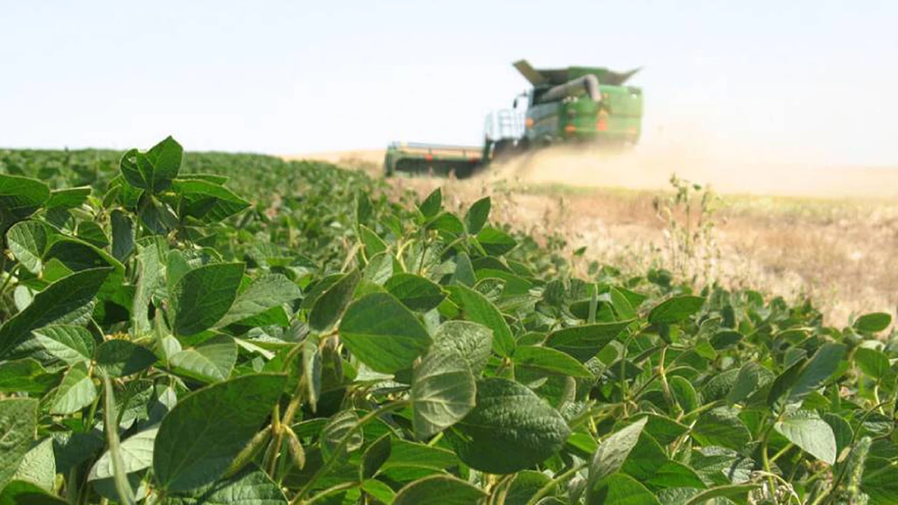 Por qué el precio de la soja subió más de u$s10 y se ubicó en el nivel más alto desde junio