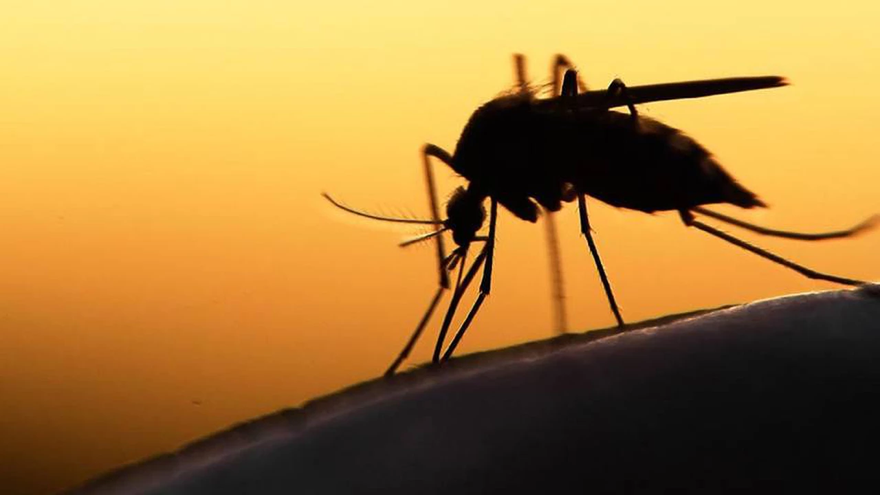 Alerta dengue: la ANMAT prohibió la comercialización de una marca de repelente para mosquitos