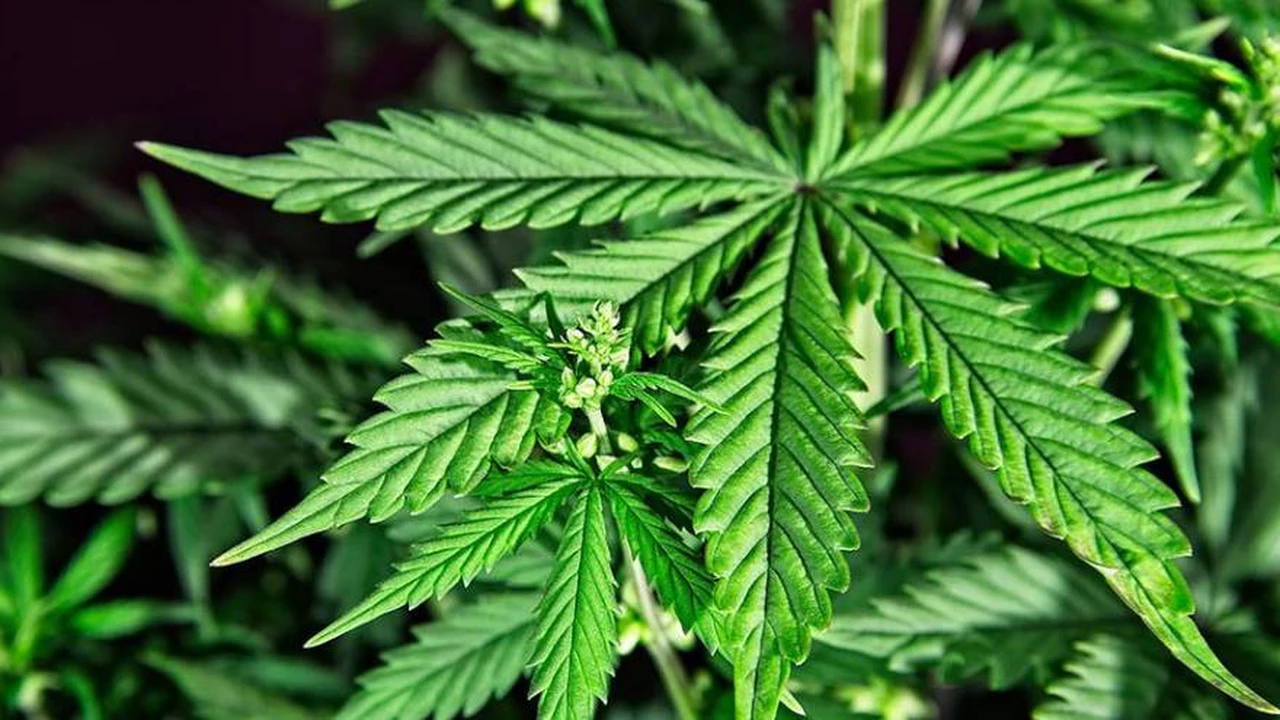 Cómo funciona el fármaco a base de cannabis para tratar la epilepsia que aprobó ANMAT