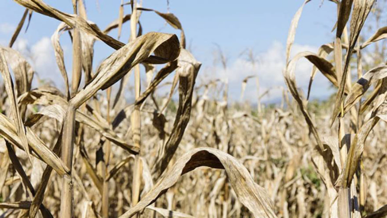 Impacto en las reservas del Banco Central: prevén menor cosecha de soja y maíz por la sequía