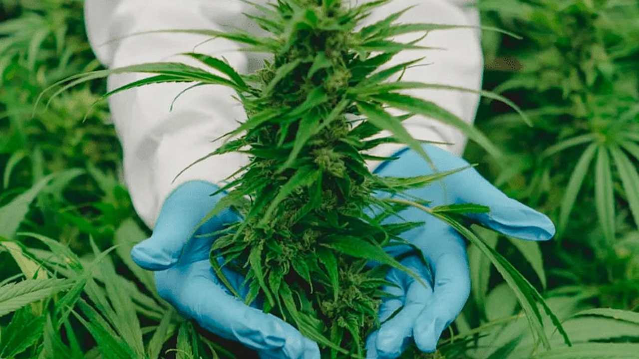 El Gobierno reglamentó la Ley de Cannabis Medicinal: puntos destacados