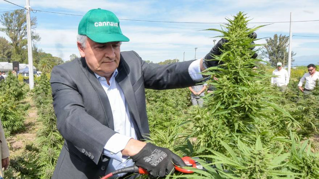 Cannabis medicinal: Gerardo Morales dio inicio a la cosecha "más importante de Latinoamérica"