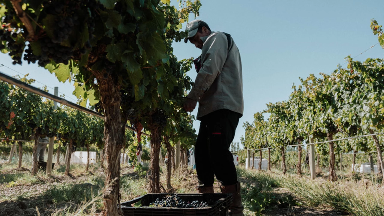 Los vinos de Neuquén cosecha 2022 se vienen con todo: así serán los Malbec y otras variedades